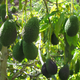 Image for article titled New Zealand demand for avocados sparks crime wave